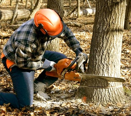 Tree Removal in Rockport, ME